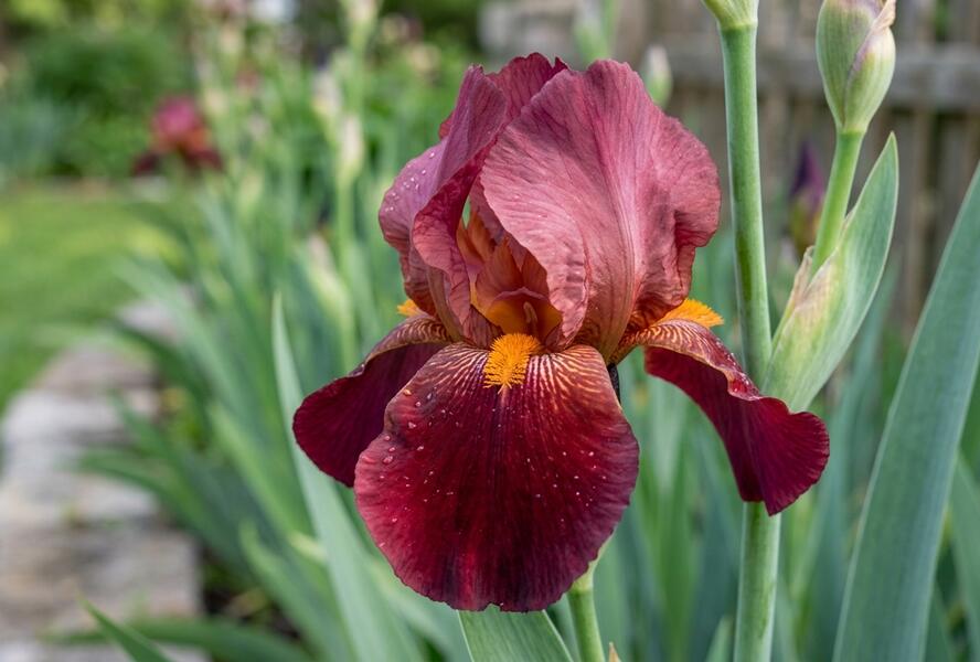 Kosatec německý 'Red Orchid' - Iris barbata-elatior 'Red Orchid'