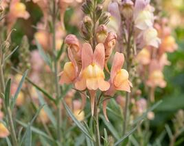 Lnice 'Peachy'