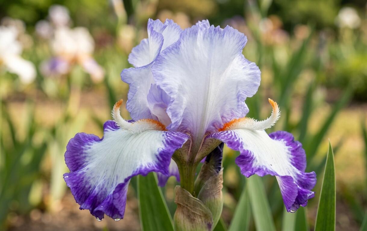 Kosatec německý 'Conjuration' - Iris barbata-elatior 'Conjuration'