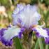 Iris barbata-elatior 'Conjuration'.jpg