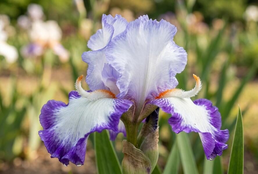 Kosatec německý 'Conjuration' - Iris barbata-elatior 'Conjuration'