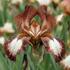 Iris barbata-elatior 'Rimfire'.jpg