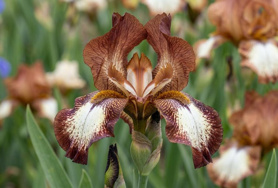 Kosatec německý 'Rimfire' - Iris barbata-elatior 'Rimfire'