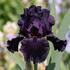 Iris barbata-elatior 'Night Owl'.jpg