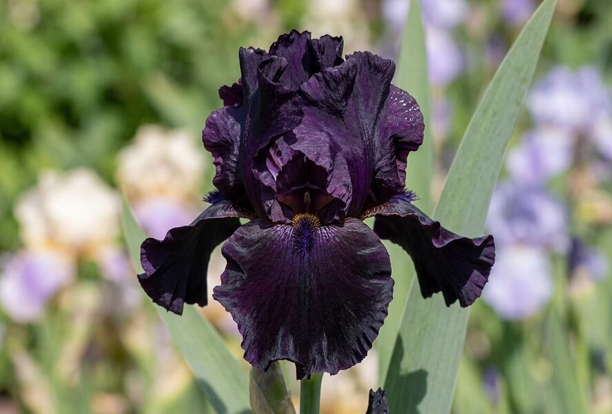 Kosatec německý 'Night Owl' - Iris barbata-elatior 'Night Owl'