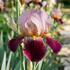 Iris barbata-elatior 'Ambassedeur'.jpg
