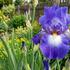 Iris barbata-elatior 'City Lights'.jpg