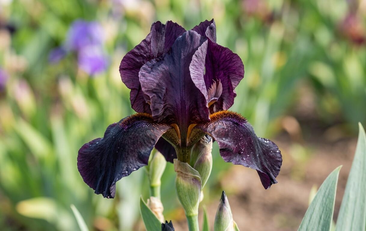 Kosatec německý 'Black Watch' - Iris barbata-elatior 'Black Watch'