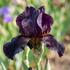 Iris barbata-elatior 'Black Watch'.jpg