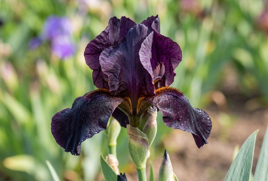 Kosatec německý 'Black Watch' - Iris barbata-elatior 'Black Watch'