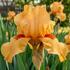 Iris barbata-elatior 'Topflight'.jpg