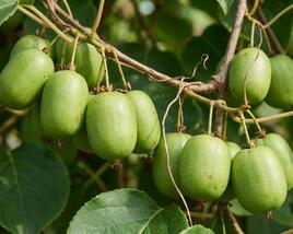Aktinidie význačná, kiwi - samosprašná 'Japsai'