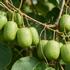 Actinidia arguta 'Japsai'.jpg