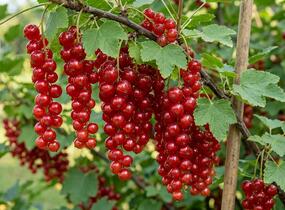 Rybíz červený 'Lisette' - Ribes rubrum 'Lisette'
