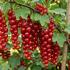 Ribes rubrum 'Lisette'.jpg