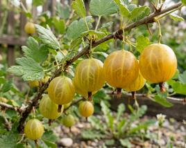 Angrešt žlutý 'Hinnonmaki Yellow'