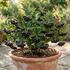 Aronia prunifolia 'Little Helpers'.jpg