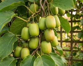 Aktinidie význačná, kiwi - samosprašná 'Super Issai'