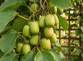 Aktinidie význačná, kiwi - samosprašná 'Super Issai' - Actinidia arguta 'Super Issai'