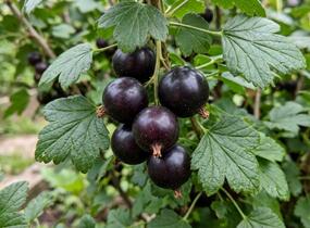 Josta 'Jodeli' - Ribes nidigrolaria 'Jodeli'