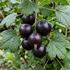 Ribes nidigrolaria 'Jodeli'.jpg