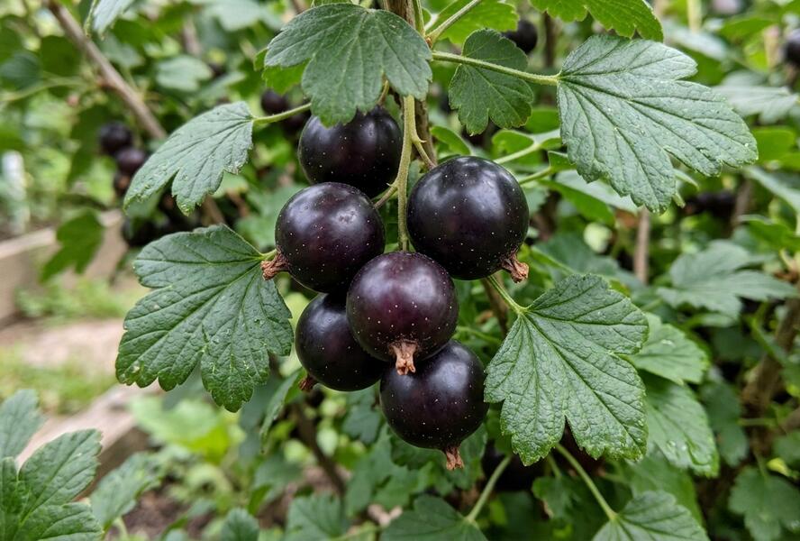 Josta 'Jodeli' - Ribes nidigrolaria 'Jodeli'