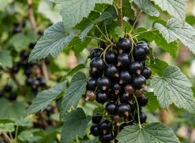 Rybíz černý 'Little Black Sugar' - Ribes nigrum 'Little Black Sugar'