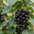 Ribes nigrum 'Little Black Sugar'.jpg
