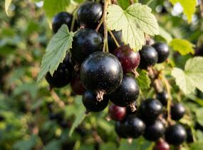 Rybíz černý 'Black Marble' - Ribes nigrum 'Black Marble'