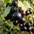 Ribes nigrum 'Black Marble'.jpg