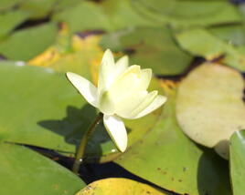 Leknín 'Lemon Mist'