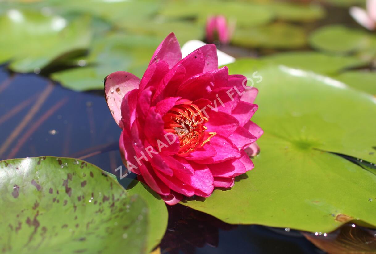 Leknín 'Conqueror' - Nymphaea 'Conqueror'