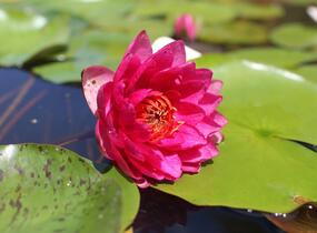 Leknín 'Conqueror' - Nymphaea 'Conqueror'