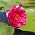 Nymphaea 'Conqueror'.JPG