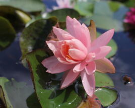 Leknín 'Barbara Dobbins'