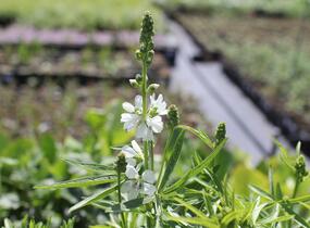 Slézovník 'Bianca' - Sidalcea candida 'Bianca'