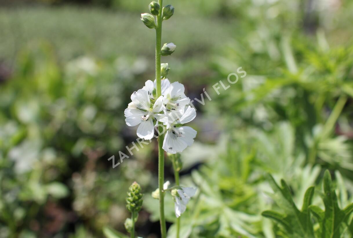 Slézovník 'Bianca' - Sidalcea candida 'Bianca'