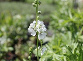 Slézovník 'Bianca' - Sidalcea candida 'Bianca'