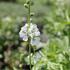 Sidalcea candida 'Bianca'_2.JPG
