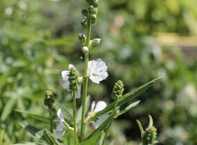 Slézovník 'Bianca' - Sidalcea candida 'Bianca'
