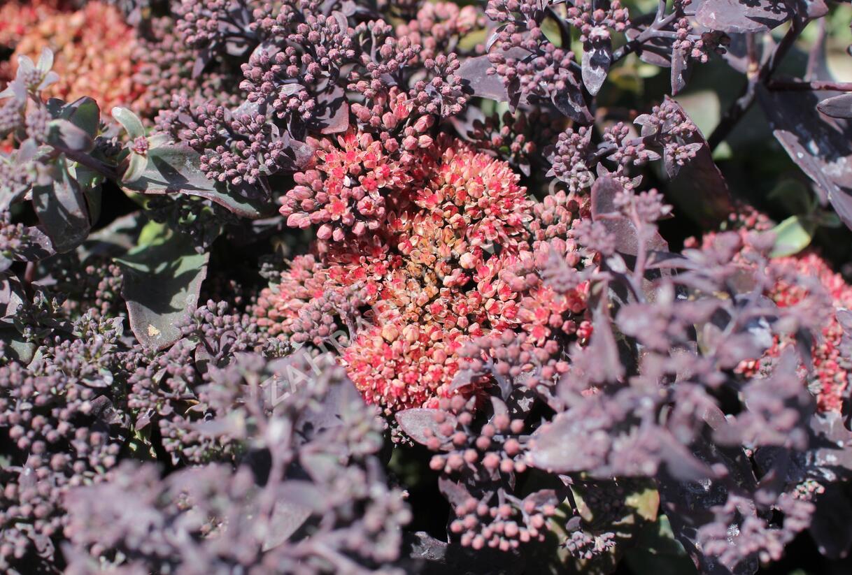Rozchodník nachový 'Hot Rocks Red' - Sedum telephium 'Hot Rocks Red'