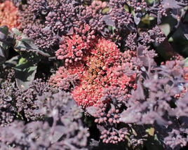 Rozchodník nachový 'Hot Rocks Red'