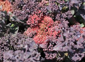 Rozchodník nachový 'Hot Rocks Red' - Sedum telephium 'Hot Rocks Red'