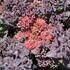 Sedum telephium 'Hot Rocks Red'_1.JPG