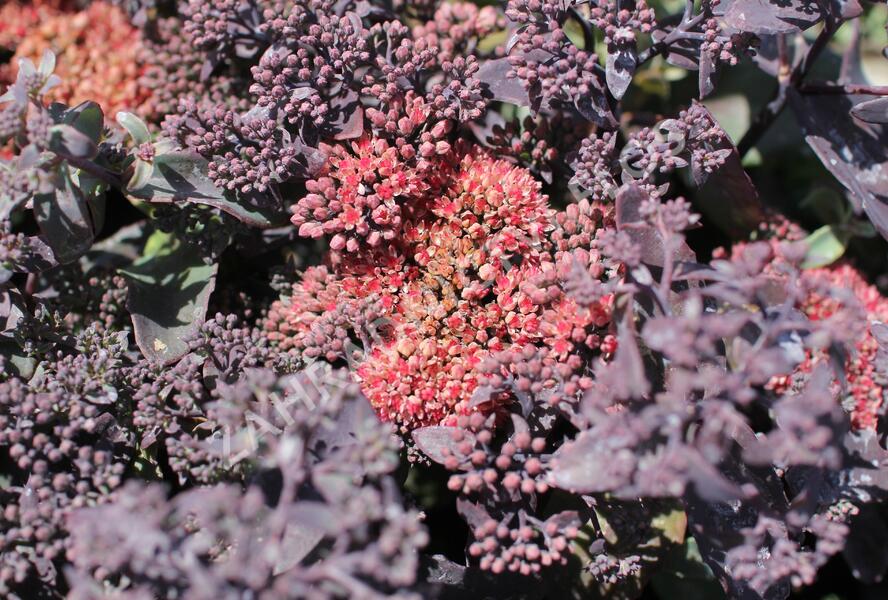 Rozchodník nachový 'Hot Rocks Red' - Sedum telephium 'Hot Rocks Red'