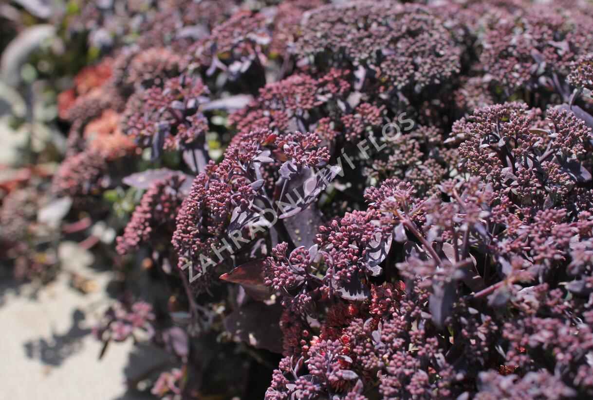 Rozchodník nachový 'Hot Rocks Red' - Sedum telephium 'Hot Rocks Red'