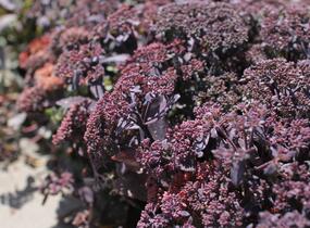 Rozchodník nachový 'Hot Rocks Red' - Sedum telephium 'Hot Rocks Red'