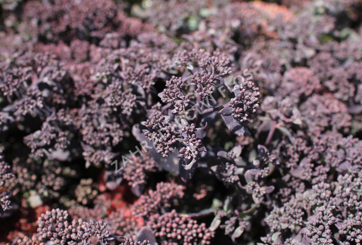 Rozchodník nachový 'Hot Rocks Red' - Sedum telephium 'Hot Rocks Red'