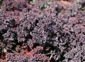 Rozchodník nachový 'Hot Rocks Red' - Sedum telephium 'Hot Rocks Red'