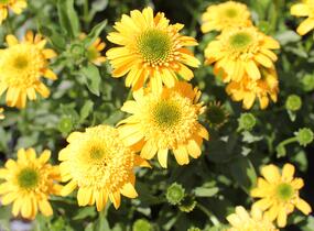 Třapatkovka nachová 'Delightful Gold' - Echinacea purpurea 'Delightful Gold'